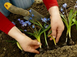 replanting perennials